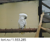 Белый какаду (Cacatua alba) Стоковое фото, фотограф Алёшина Оксана / Фотобанк Лори
