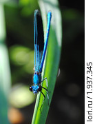 Блестящая красотка (Calopteryx splendens) Стоковое фото, фотограф Красилов Игорь / Фотобанк Лори