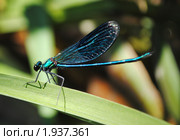 Блестящая красотка (Calopteryx splendens) Стоковое фото, фотограф Красилов Игорь / Фотобанк Лори