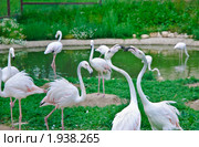 Фламинго розовый в парке птиц "Воробьи". (Phoenicopterus roseus) (2010 год). Редакционное фото, фотограф Алёшина Оксана / Фотобанк Лори