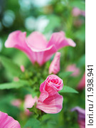 Бутоны лаватеры (Lavatera) Стоковое фото, фотограф Ольга Визави / Фотобанк Лори