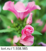 Бутоны лаватеры (Lavatera) Стоковое фото, фотограф Ольга Визави / Фотобанк Лори