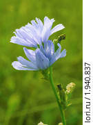 Цветы цикория (Cichorium) Стоковое фото, фотограф Галина Ермолаева / Фотобанк Лори