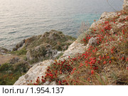 Эфедра (Ephedra) в крымских горах. Стоковое фото, фотограф Елена Ильина / Фотобанк Лори