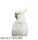 Малый желтохохлый какаду (Cacatua sulphurea) Стоковое фото, фотограф Алёшина Оксана / Фотобанк Лори