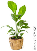 Спатифиллум Уоллиса, Spathiphyllum wallisii. Стоковое фото, фотограф Юрий Брыкайло / Фотобанк Лори