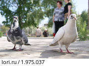 Друзья. Стоковое фото, фотограф Сергей Базаров / Фотобанк Лори
