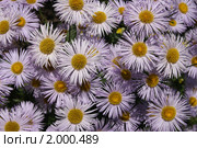Мелколепестник красивый (Erigeron speciosus) лиловый. Стоковое фото, фотограф Галина Бурцева / Фотобанк Лори