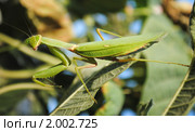 Богомол обыкновенный (Mantis religiosa) Стоковое фото, фотограф Красилов Игорь / Фотобанк Лори
