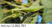 Богомол обыкновенный (Mantis religiosa) Стоковое фото, фотограф Красилов Игорь / Фотобанк Лори