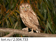 Сова сплюшка otus scops. Стоковое фото, фотограф Хучраев Станислав / Фотобанк Лори