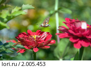 Языкан обыкновенный или Хоботник обыкновенный (Macroglossum stellatarum) Стоковое фото, фотограф Pukhov K / Фотобанк Лори
