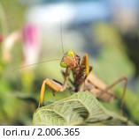 Богомол. Стоковое фото, фотограф Красилов Игорь / Фотобанк Лори