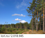 Лесная дорога. Стоковое фото, фотограф Валентина Троль / Фотобанк Лори