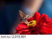 Бражник хоботник над цветком в Никитском ботаническом саду (2010 год). Стоковое фото, фотограф Вячеслав Беляев / Фотобанк Лори