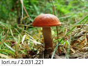 Подосиновик. Стоковое фото, фотограф Елена Ильина / Фотобанк Лори