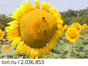 Подсолнух. Стоковое фото, фотограф Олег Хархан / Фотобанк Лори