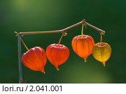 Физалис (Physalis) Стоковое фото, фотограф Александр Алексеев / Фотобанк Лори