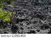 Каймановы острова. Ад (Hell) (2010 год). Стоковое фото, фотограф Ирина Фирсова / Фотобанк Лори