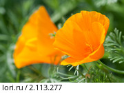 Эшшольция. Калифорнийский мак. Eschscholzia californica. Стоковое фото, фотограф Шичкина Антонина / Фотобанк Лори