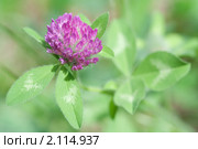 Клевер луговой. Trifolium pratense. Стоковое фото, фотограф Шичкина Антонина / Фотобанк Лори