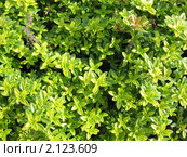 Тимьян лимоннопахнущий (Thymus citriodorus ) Стоковое фото, фотограф Заноза-Ру / Фотобанк Лори