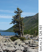 Каменная плотина "Шумы", горный Алтай (2010 год). Стоковое фото, фотограф Александр Огурцов / Фотобанк Лори
