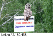 Сова-сторож. Стоковое фото, фотограф Гаушкина Ирина Борисовна / Фотобанк Лори