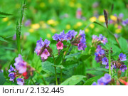 Медуница неясная (Pulmonaria obskura) Стоковое фото, фотограф Алёшина Оксана / Фотобанк Лори