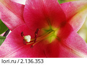 Лилия longiflorum сорт "Pink Perfection" Стоковое фото, фотограф Сергей Громогласов / Фотобанк Лори