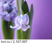 Гиацинт. Стоковое фото, фотограф valentina vasilieva / Фотобанк Лори