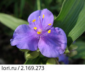 Традесканция виргинская — (Tradescantia virginian), семейство Коммелиновые. Стоковое фото, фотограф Заноза-Ру / Фотобанк Лори
