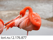 Розовый фламиго. Стоковое фото, фотограф Дмитрий Неумоин / Фотобанк Лори