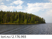 Остров Валаам. Сосны. Стоковое фото, фотограф Олег Титов / Фотобанк Лори