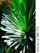 Юкка (лат. Yucca) Стоковое фото, фотограф T&B / Фотобанк Лори