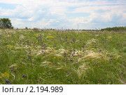 Хомутовская степь. Донецк, Украина (2009 год). Редакционное фото, фотограф Артем Поваров / Фотобанк Лори