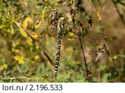 Стрекоза-коромысло (Aeshna mixta, Latreille 1805) Стоковое фото, фотограф Вячеслав Потапов / Фотобанк Лори