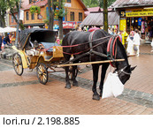 Лошадь ест корм на улице в Закопане (2010 год). Редакционное фото, фотограф Ирина Борсученко / Фотобанк Лори