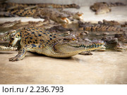 Зубастый крокодил на крокодиловой ферме пристально смотрит. Стоковое фото, фотограф Николай Винокуров / Фотобанк Лори