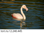 Розовый фламинго (Phoenicopterus roseus) Стоковое фото, фотограф Щеголева Ольга / Фотобанк Лори