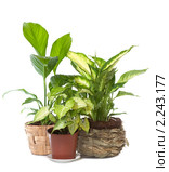 Комнатные растения "Syngonium podophyllum","Spathiphyllum wallisii" и "Dieffenbachia picta", изолированно на белом фоне. Стоковое фото, фотограф Юрий Брыкайло / Фотобанк Лори