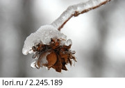 Веточка орешника подо льдом. Стоковое фото, фотограф lana1501 / Фотобанк Лори