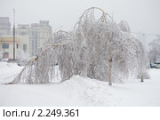 Последствия ледяного дождя в Москве. Стоковое фото, фотограф Наталья Волкова / Фотобанк Лори