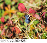 Черника кавказская (Vaccinium arctostaphylos) осенью. Стоковое фото, фотограф Анна Мартынова / Фотобанк Лори