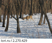 Самка оленя. Стоковое фото, фотограф syngach / Фотобанк Лори