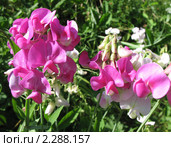 Душистый горошек или чина душистая  (Lathyrus odomtus) Стоковое фото, фотограф Заноза-Ру / Фотобанк Лори