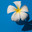 Цветок плюмерии на синем фоне (frangipani) Стоковое фото, фотограф Куликова Татьяна / Фотобанк Лори