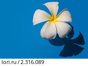 Цветок плюмерии на синем фоне (frangipani) Стоковое фото, фотограф Куликова Татьяна / Фотобанк Лори