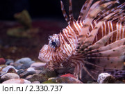 Момбасская крылатка (Pterois mombasae) Стоковое фото, фотограф Наталья Волкова / Фотобанк Лори