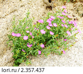 Гвоздика травянка (Dianthus deltoides), растущая на камнях. Стоковое фото, фотограф Галина / Фотобанк Лори